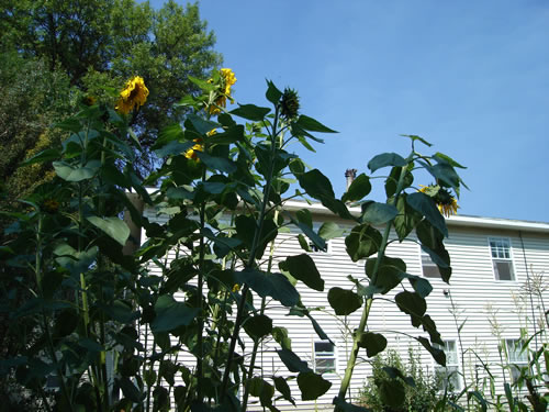 Pictures of The Elysian Garden Plots at  The Elysian Fourplexes  in Moscow, Id