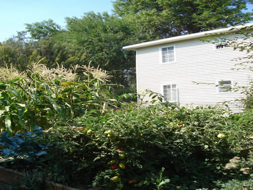 Pictures of The Elysian Garden Plots at  The Elysian Fourplexes  in Moscow, Id